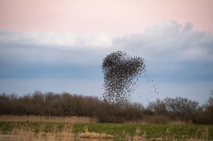 Framed Print : A flock of starlings (Sturnus vulgaris) draws a dynamic heart-shaped form in the sky Framed Print : A flock of starlings (Sturnus vulgaris) draws a dynamic heart-shaped form in the sky