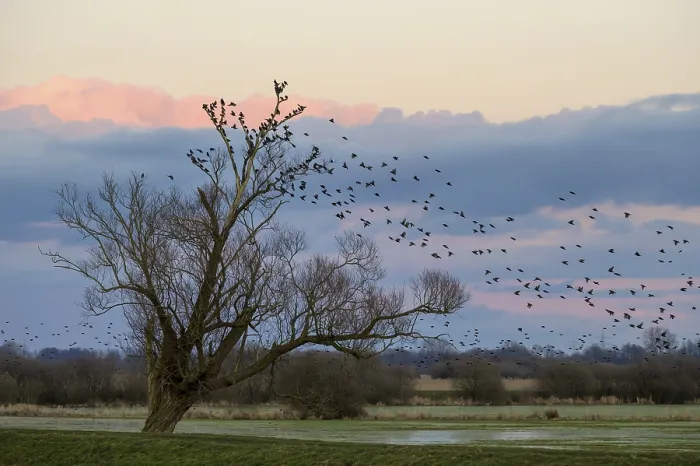 Framed Print : A flock of starlings (Sturnus vulgaris) flies into a bare willow (Salix spec)