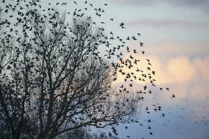 Framed Print : A flock of starlings (Sturnus vulgaris) flying from a tree in front of a colourful sky at sunset