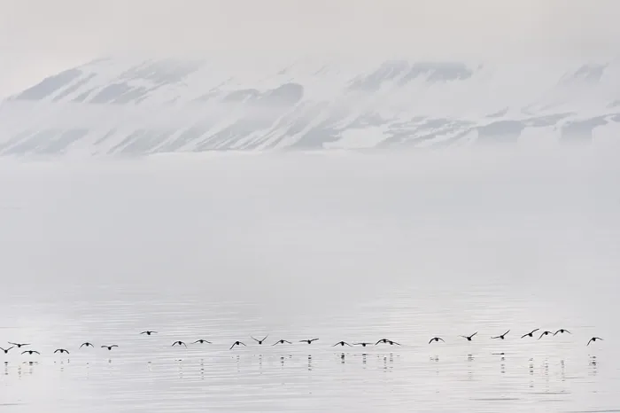 Framed Print : Flock of Thick-billed Murres (Uria lomvia) or Brunnich's guillemots Lying over Hinlopen Strait