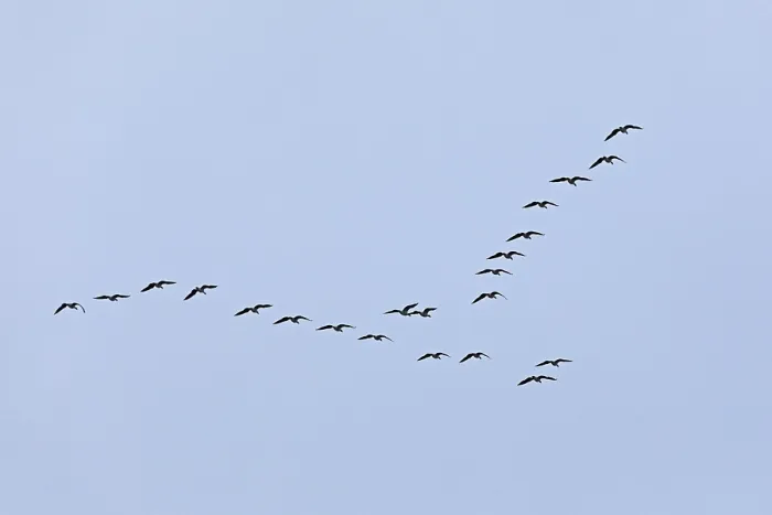 Framed Print : Flock of wild geese, Geltinger Birk nature reserve
