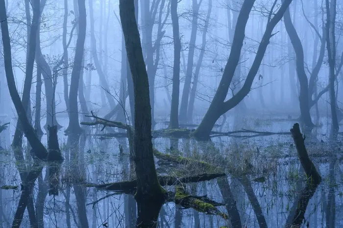 Framed Print : Flooded alder swamp on the shore of Lake Duemmer