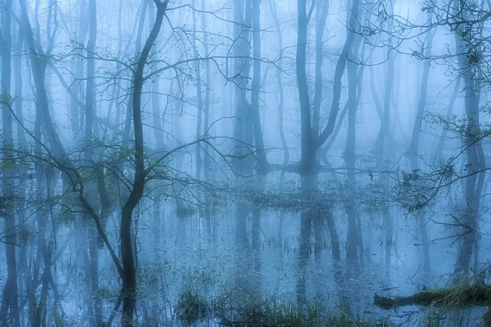 Framed Print : Flooded alder swamp on the shore of Lake Duemmer Framed Print : Flooded alder swamp on the shore of Lake Duemmer