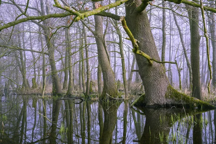 Framed Print : Flooded alder swamp on the shore of Lake Duemmer Framed Print : Flooded alder swamp on the shore of Lake Duemmer