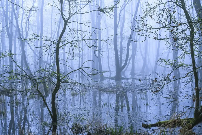 Framed Print : Flooded alder swamp on the shore of Lake Duemmer