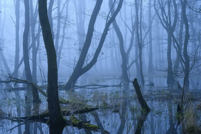 Framed Print : Flooded alder swamp on the shore of Lake Duemmer Framed Print : Flooded alder swamp on the shore of Lake Duemmer