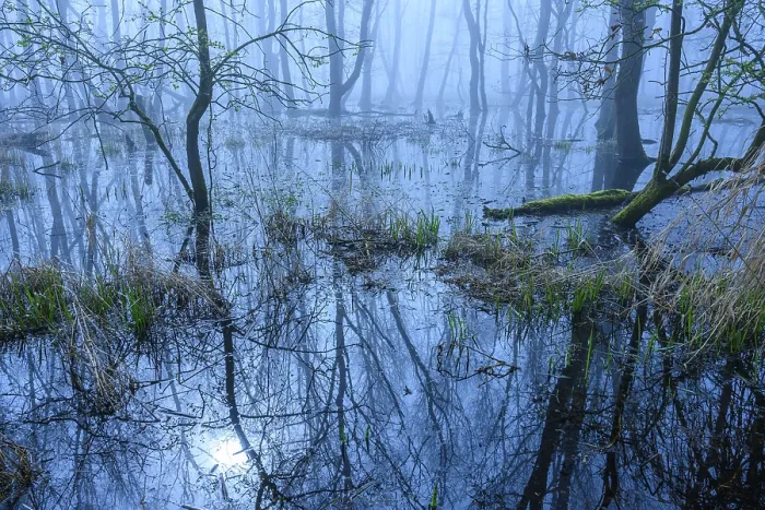 Framed Print : Flooded alder swamp on the shore of Lake Duemmer Framed Print : Flooded alder swamp on the shore of Lake Duemmer