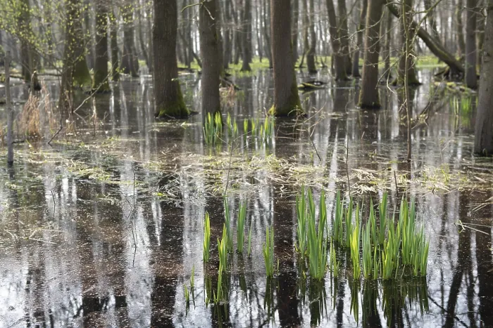 Framed Print : Flooded forest Alder quarry Floodplain forest Alder forest (Alnus glutinosa) with fresh spring growth in flood water Framed Print : Flooded forest Alder quarry Floodplain forest Alder forest (Alnus glutinosa) with fresh spring growth in flood water