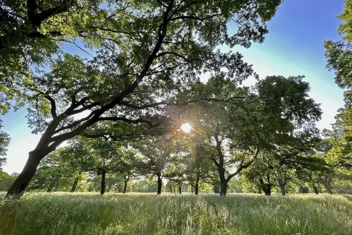 Framed Print : Floodplain forest, sunrise in summer
