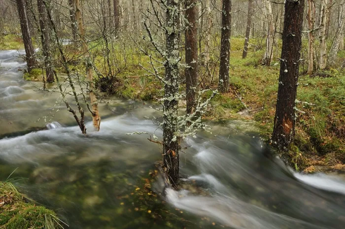 Framed Print : Floodwater in the forest near Straumbu