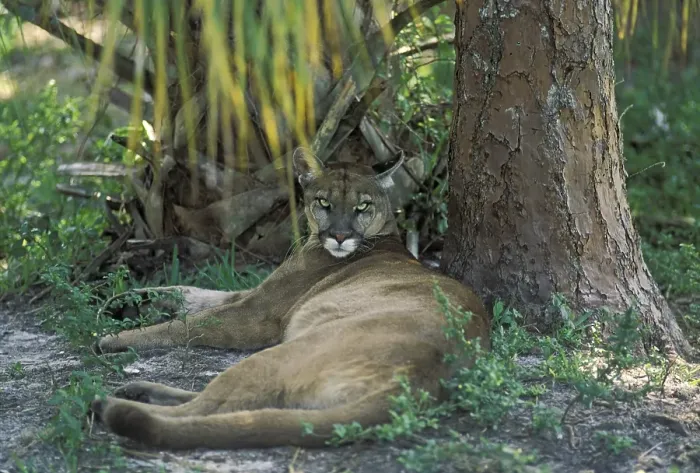 Framed Print : Florida Panther - Puma ( Profelis concolor) Florida - USA