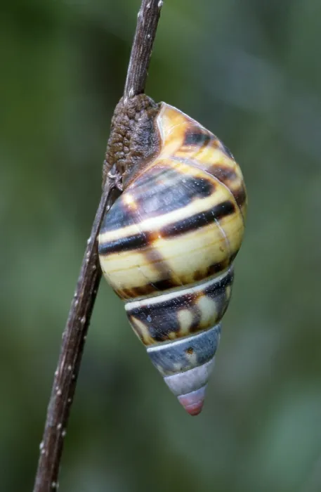 Framed Print : Florida tree snail (Liguus fasciatus)