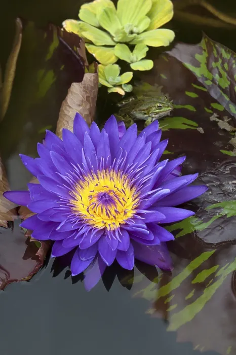 Framed Print : Flower of a Cape Blue Water Lily (Nymphaea capensis)