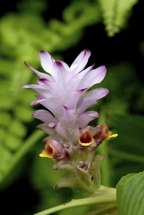 Framed Print : Flower curcuma pseudomontana local name ambe halad or ran halad common in deciduous forest