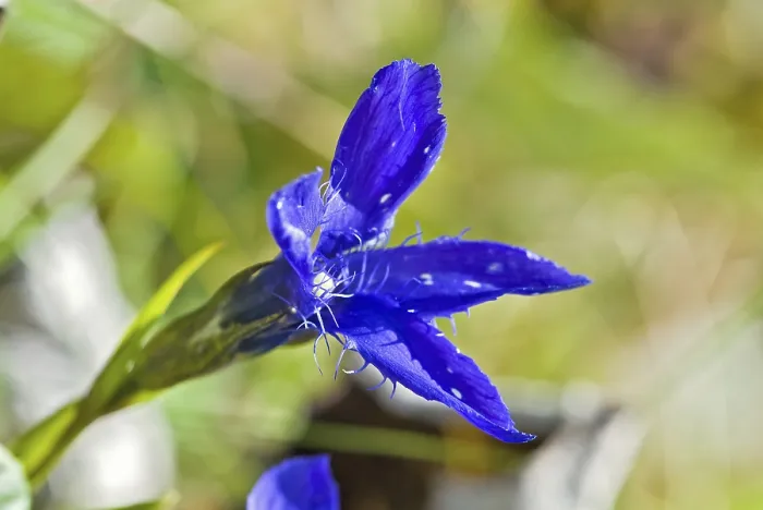 Framed Print : Flower of the fringed gentian