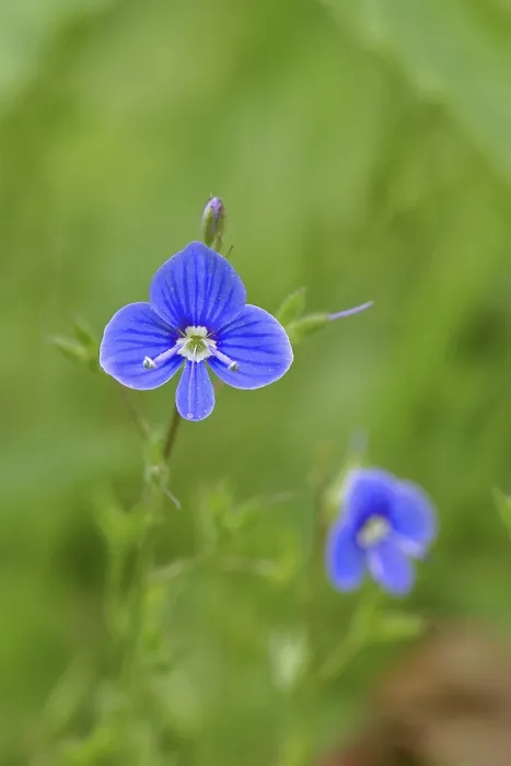 Framed Print : Flower of Gamander speedwell (Veronica chamaedrys)