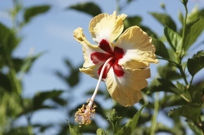 Framed Print : Flower, Jaswand, Hibiscus, Multicolor flower