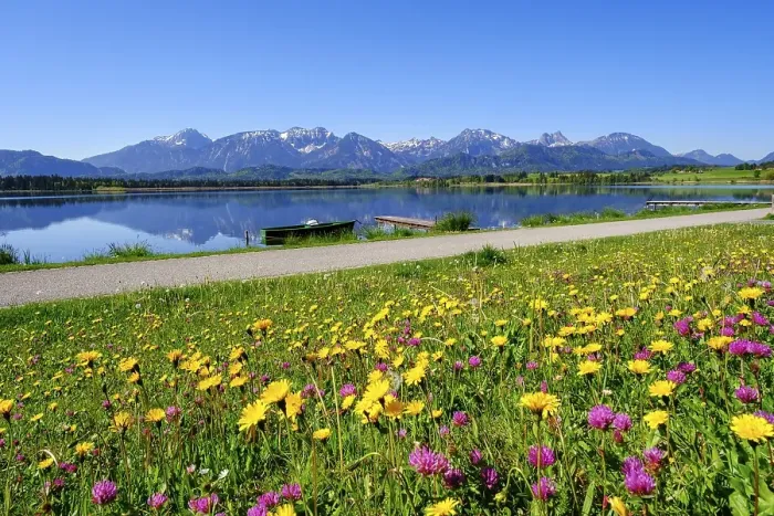 Framed Print : Flower meadow, Hopfensee, Tannheimer mountains with Gehrenspitze