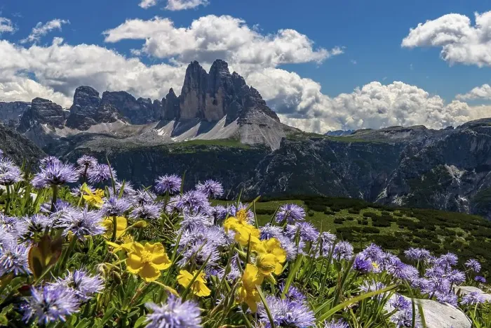 Framed Print : Flower meadow in front of mountain panorama Framed Print : Flower meadow in front of mountain panorama