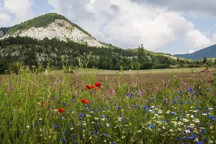 Framed Print : Flower meadow and mountains, near Montbrun-les-Bains