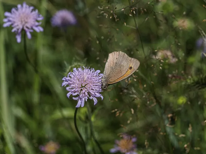 Framed Print : Flower meadow, small heath (Coenonympha pamphilus) on flower