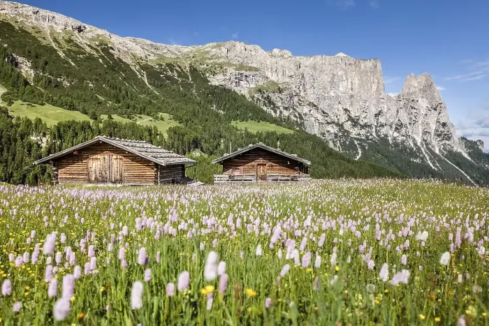 Framed Print : Flower meadow in the spring on the Seiser Alm in the Schlern-Rosengarten nature park