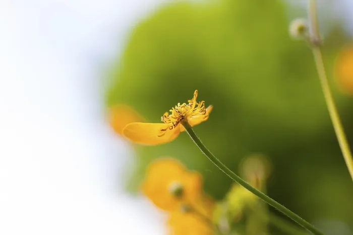 Framed Print : Flower meadow, view upwards, Ranunculus acris Framed Print : Flower meadow, view upwards, Ranunculus acris