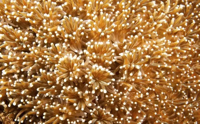 Framed Print : Flower Pot Coral (Goniopora sp.), Indonesia, Asia Framed Print : Flower Pot Coral (Goniopora sp.), Indonesia, Asia