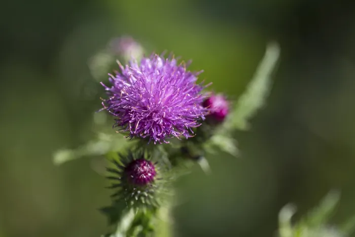 Framed Print : Flower of a thistle, North Rhine-Westphalia Framed Print : Flower of a thistle, North Rhine-Westphalia