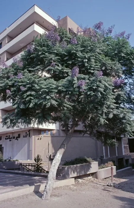 Framed Print : Flower tree, Jakaranda, house, Cairo Framed Print : Flower tree, Jakaranda, house, Cairo