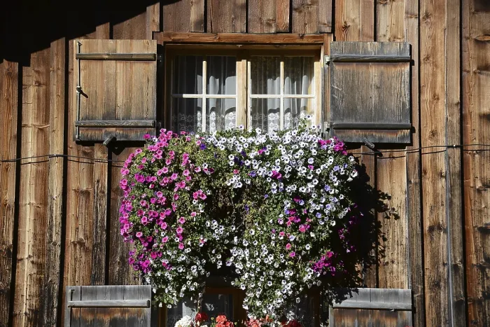 Framed Print : Flower windows in the Alps Framed Print : Flower windows in the Alps