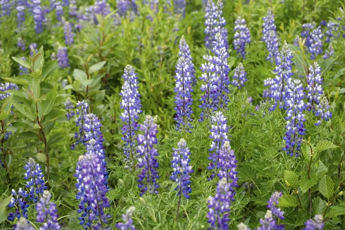 Framed Print : Flowering Alaska lupins (Lupinus nootkatensis)