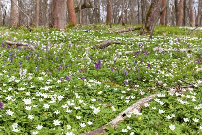 Framed Print : Flowering anemone carpet in the forest