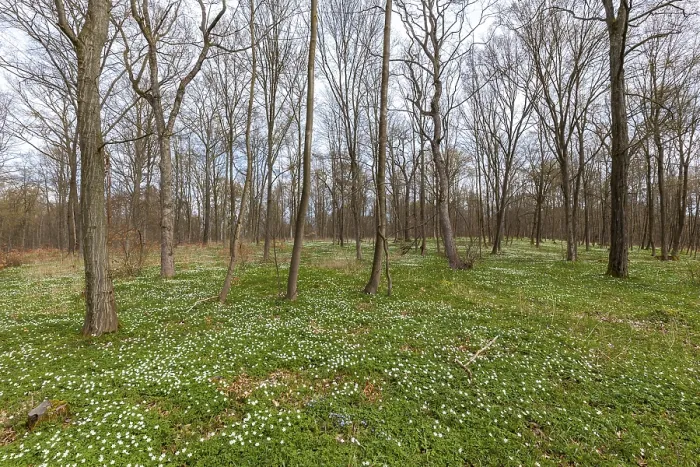 Framed Print : Flowering anemone carpet in the forest
