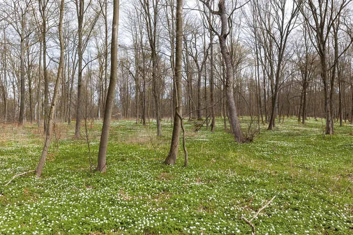 Framed Print : Flowering anemone carpet in the forest Framed Print : Flowering anemone carpet in the forest