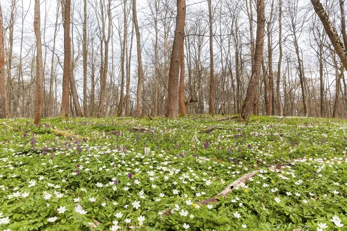 Framed Print : Flowering anemone carpet in the forest Framed Print : Flowering anemone carpet in the forest