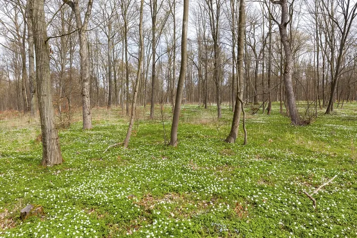 Framed Print : Flowering anemone carpet in the forest