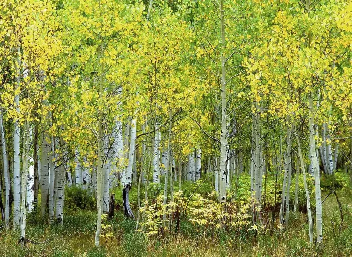Framed Print : Flowering birch grove in spring Framed Print : Flowering birch grove in spring