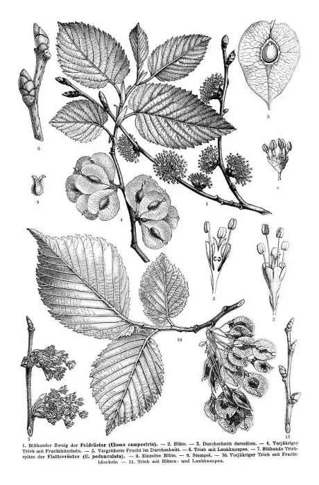 Framed Print : Flowering branch of an Elm tree (Ulmus campestris)