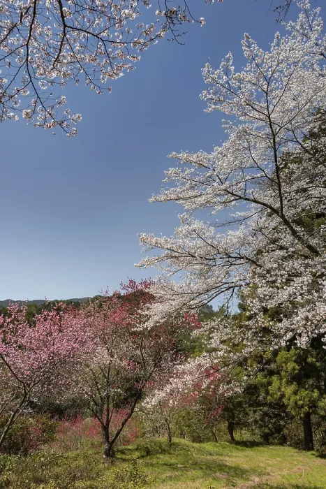 Framed Print : Flowering cherry blossoms in spring Framed Print : Flowering cherry blossoms in spring