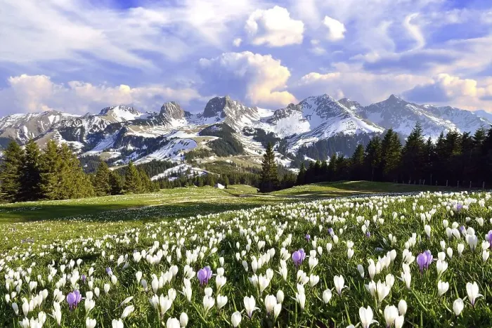 Framed Print : Flowering crocus meadow with storm clouds above the Bernese Alps Framed Print : Flowering crocus meadow with storm clouds above the Bernese Alps