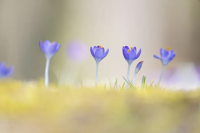 Framed Print : Flowering crocuses (Crocus) in the garden in springtime on a sunny day