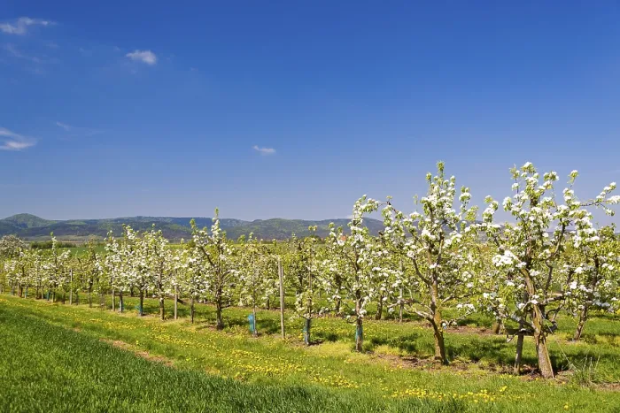 Framed Print : Flowering fruit trees Framed Print : Flowering fruit trees