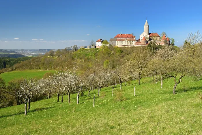 Framed Print : Flowering fruit trees below Leuchtenburg Castle