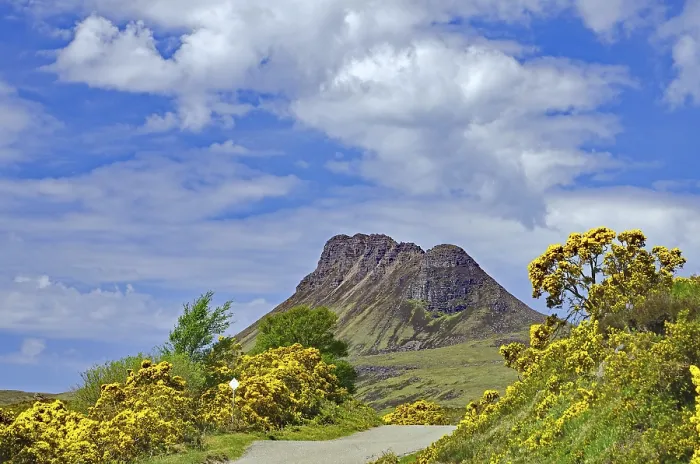 Framed Print : Flowering gorse in intense colours in front of a high mountain