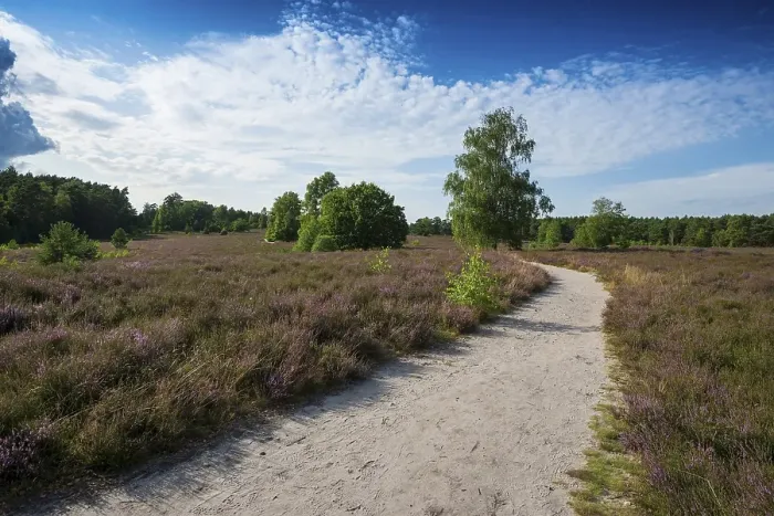 Framed Print : Flowering heath and hiking trail