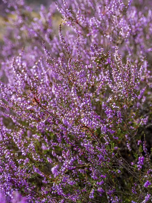 Framed Print : Flowering heather (Calluna vulgaris)