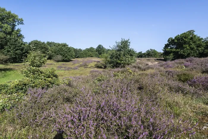 Framed Print : Flowering heather (Calluna vulgaris) in the Hutewald