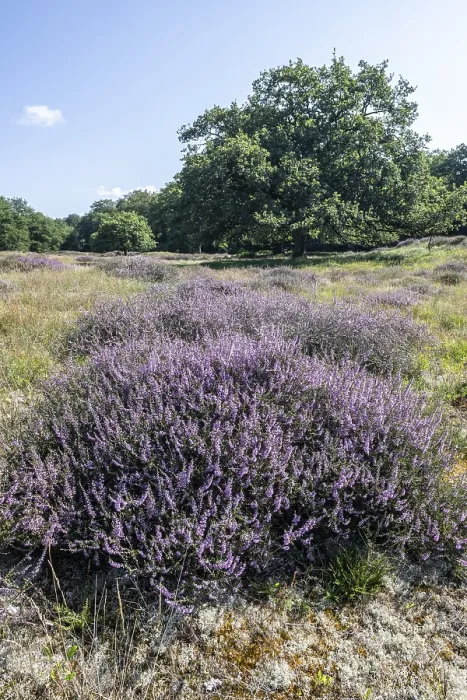Framed Print : Flowering heather (Calluna vulgaris) in the Hutewald