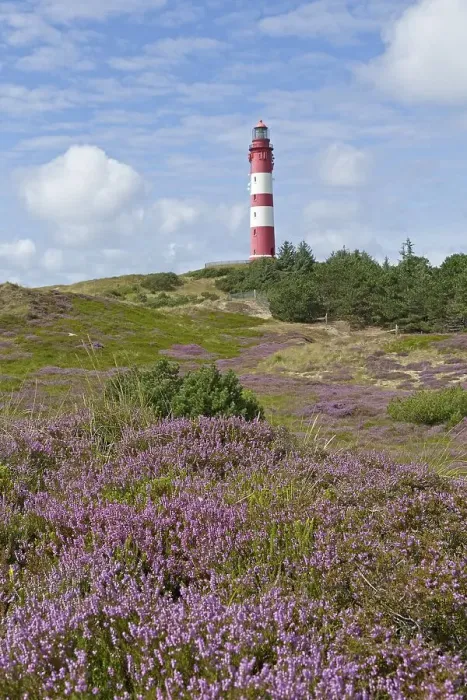 Framed Print : Flowering heather, lighthouse, Amrum